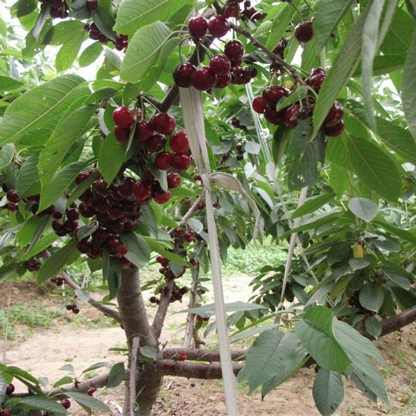 車?yán)遄訖烟颐?/></p><p style=