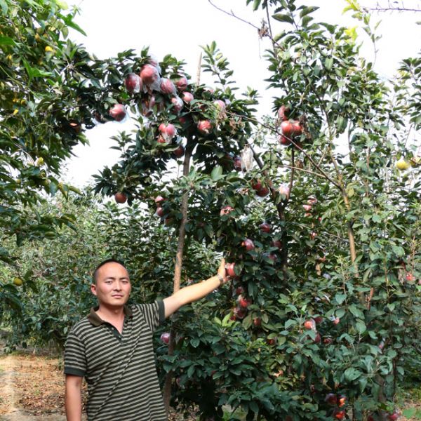 蘋(píng)果苗