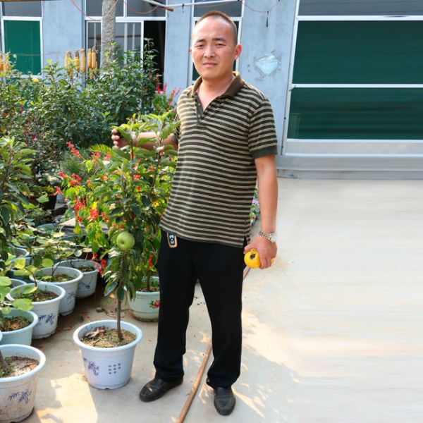 柱狀蘋果
