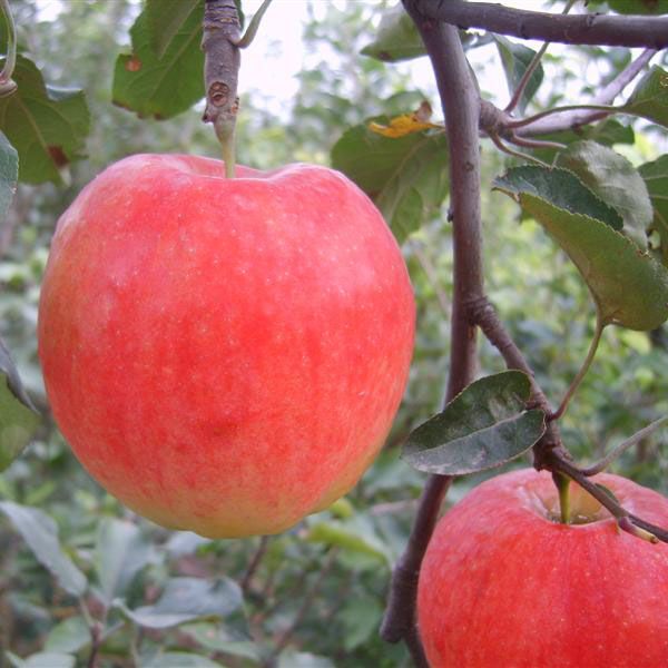 華碩蘋果