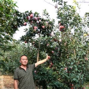 蘋(píng)果苗