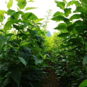 櫻桃實(shí)生苗